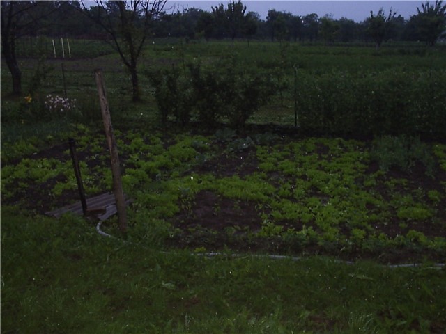 SALATA